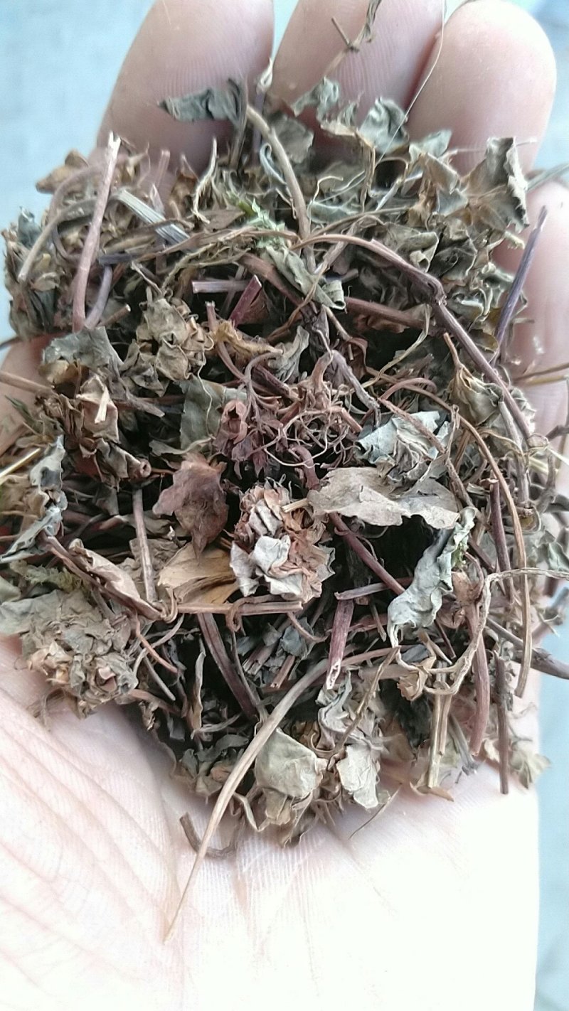 过路黄金钱草产地直供支持线上交易可搭配多品种采购