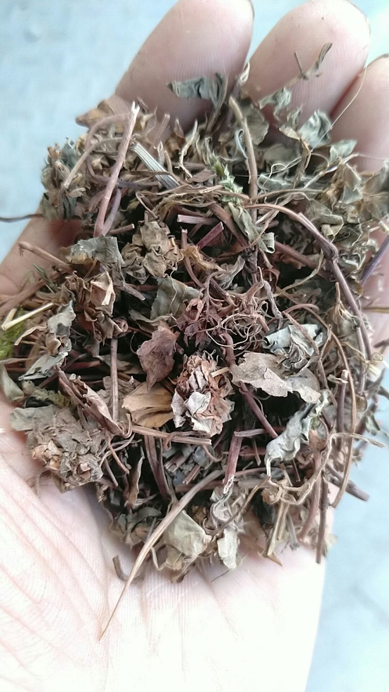 过路黄金钱草产地直供支持线上交易可搭配多品种采购