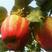 梨树苗早酥红梨苗基地直供梨树新品种梨树苗基地梨树新品种