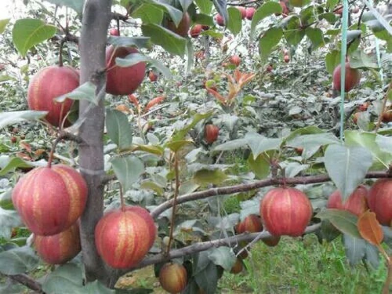 早酥红梨苗：梨树苗基地：梨树苗：基地直供包技术