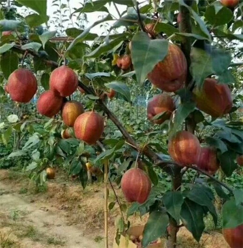 早酥红梨苗梨树新品种梨树苗基地梨树苗批发梨树苗栽植