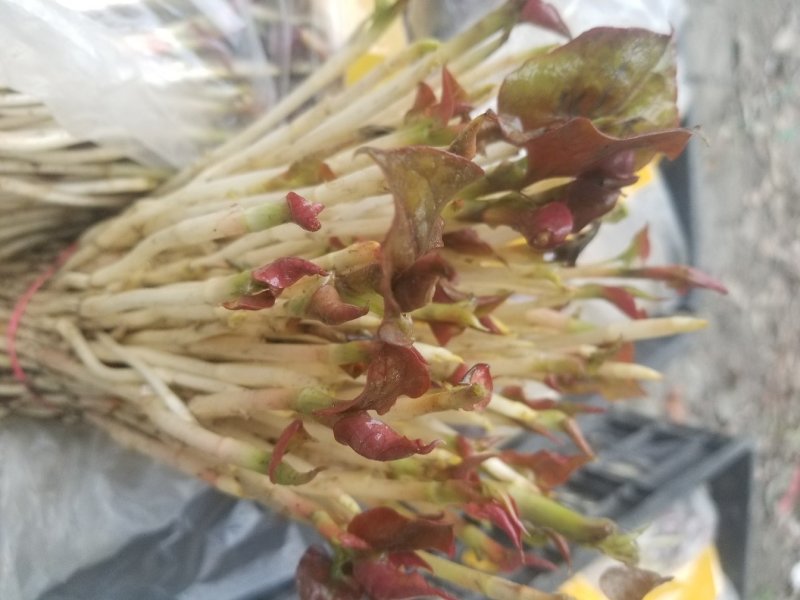 鱼腥草鱼腥草嫩芽折耳芽折耳根折耳根嫩芽
