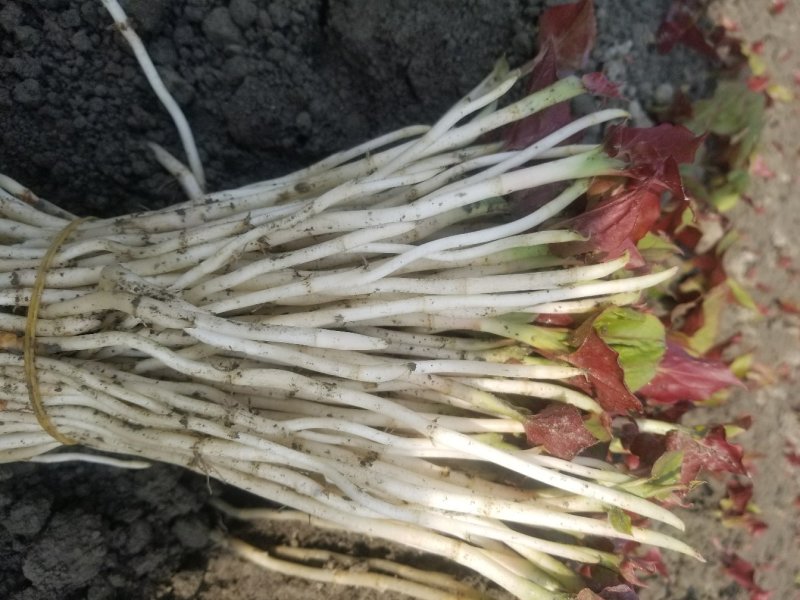 鱼腥草鱼腥草嫩芽折耳芽折耳根折耳根嫩芽