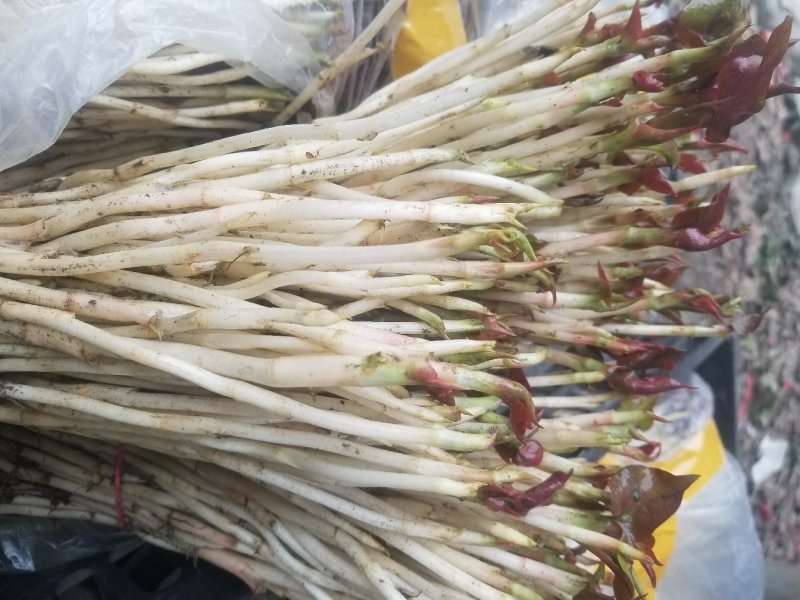 鱼腥草鱼腥草嫩芽折耳芽折耳根折耳根嫩芽