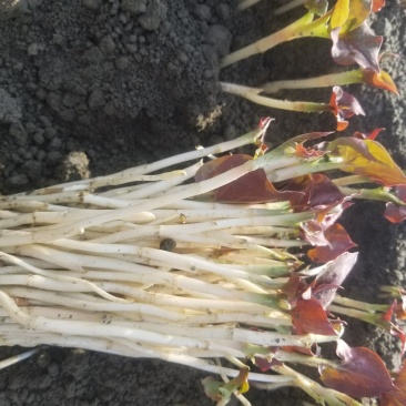 鱼腥草鱼腥草嫩芽折耳芽折耳根折耳根嫩芽
