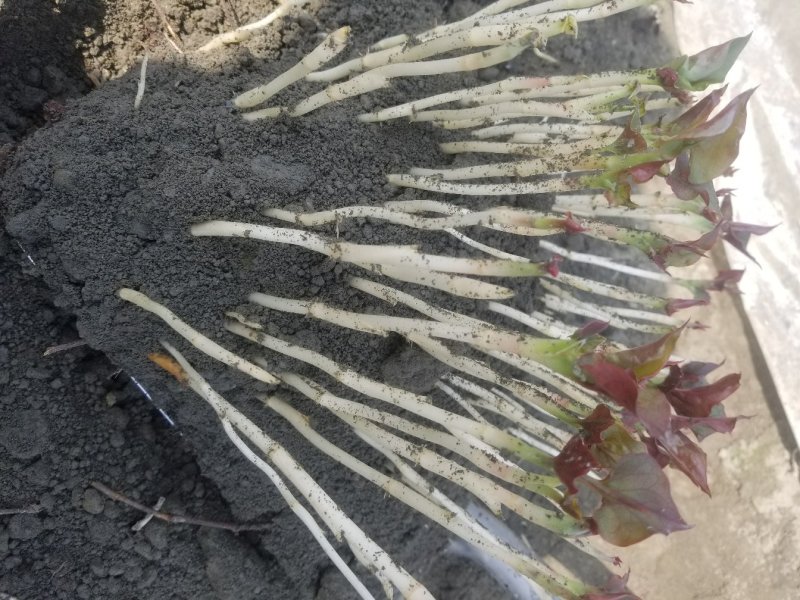 鱼腥草鱼腥草嫩芽折耳芽折耳根折耳根嫩芽