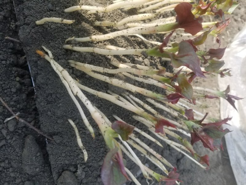 鱼腥草鱼腥草嫩芽折耳芽折耳根折耳根嫩芽