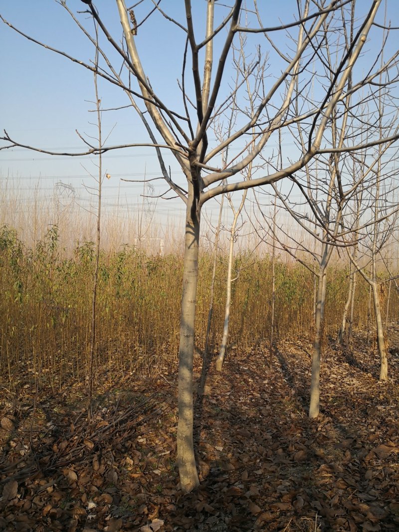 核桃树苗，供应各种规格核桃树，树苗苗圃基地直发