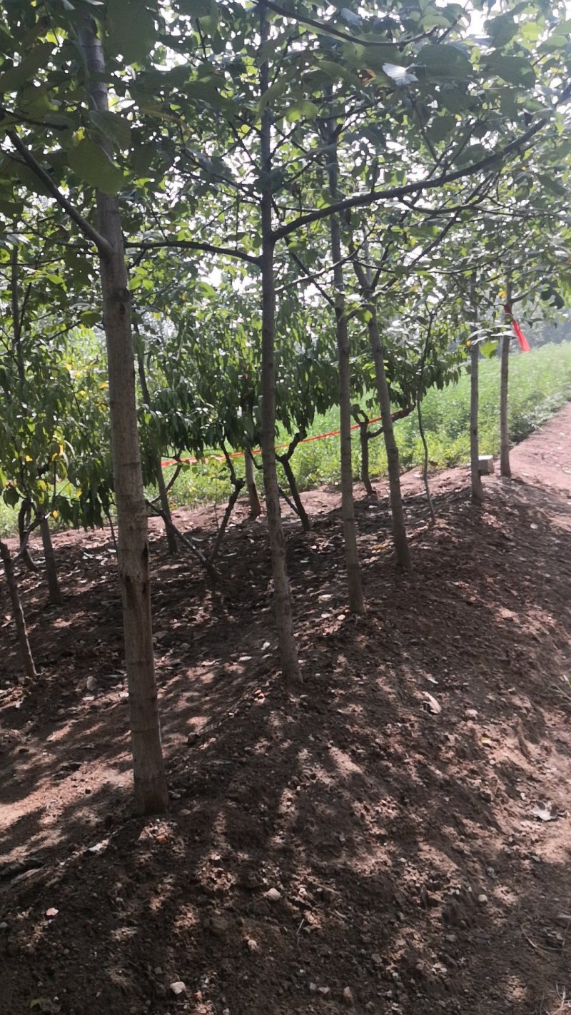 核桃树苗，供应各种规格核桃树，树苗苗圃基地直发
