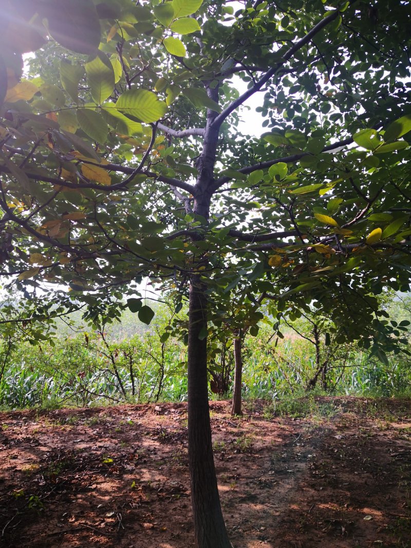 核桃树苗，供应各种规格核桃树，树苗苗圃基地直发