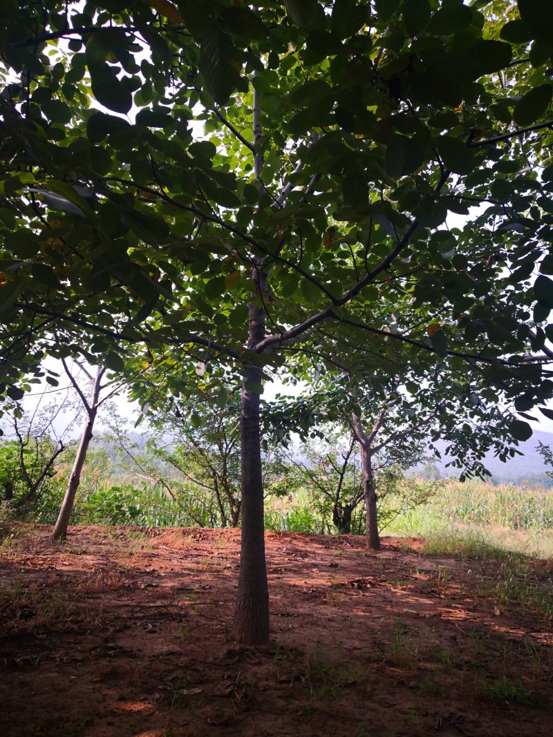 核桃树苗，供应各种规格核桃树，树苗苗圃基地直发