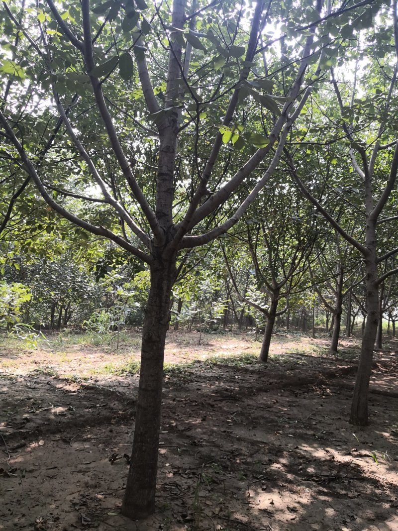 核桃树苗，供应各种规格核桃树，树苗苗圃基地直发