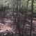 核桃树苗，供应各种规格核桃树，树苗苗圃基地直发