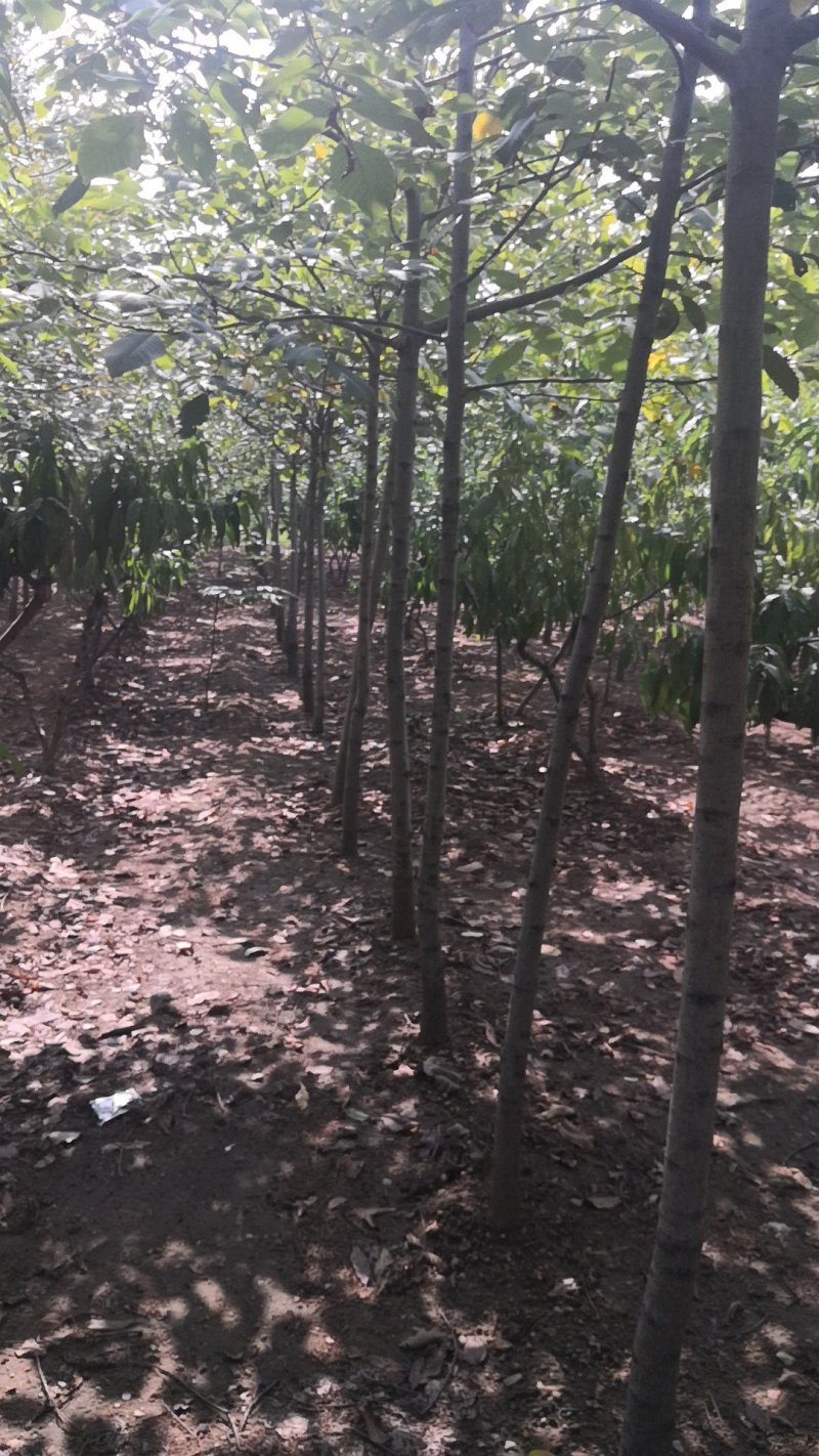 核桃树苗，供应各种规格核桃树，树苗苗圃基地直发