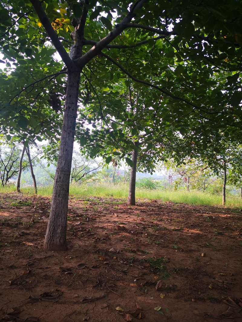 核桃树苗，供应各种规格核桃树，树苗苗圃基地直发