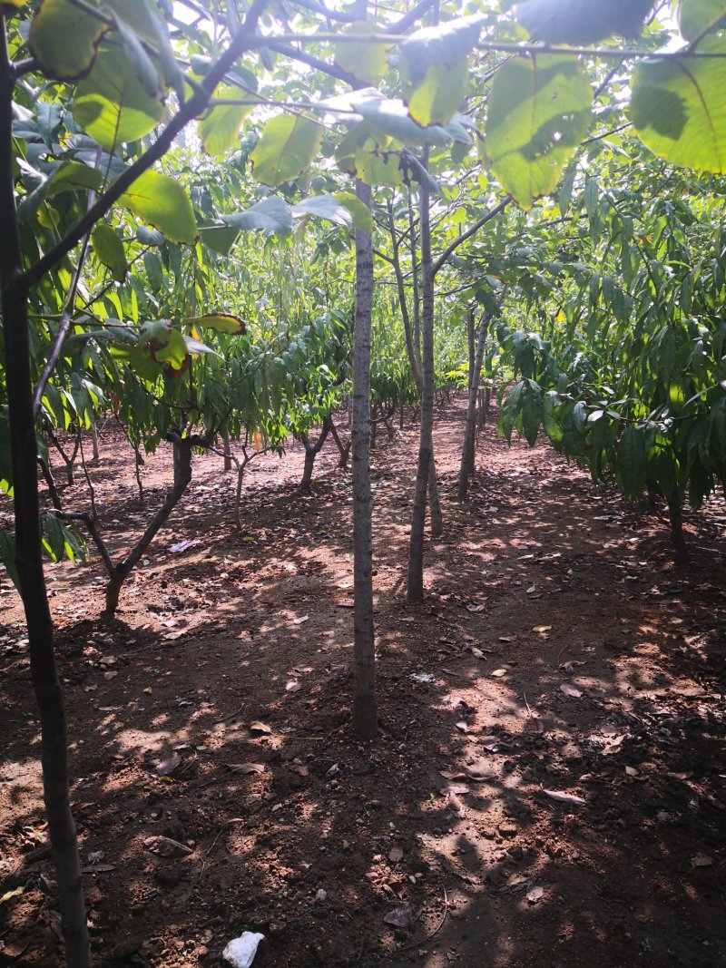 核桃树苗，供应各种规格核桃树，树苗苗圃基地直发