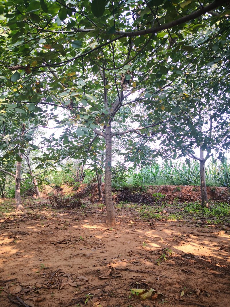 核桃树苗，供应各种规格核桃树，树苗苗圃基地直发