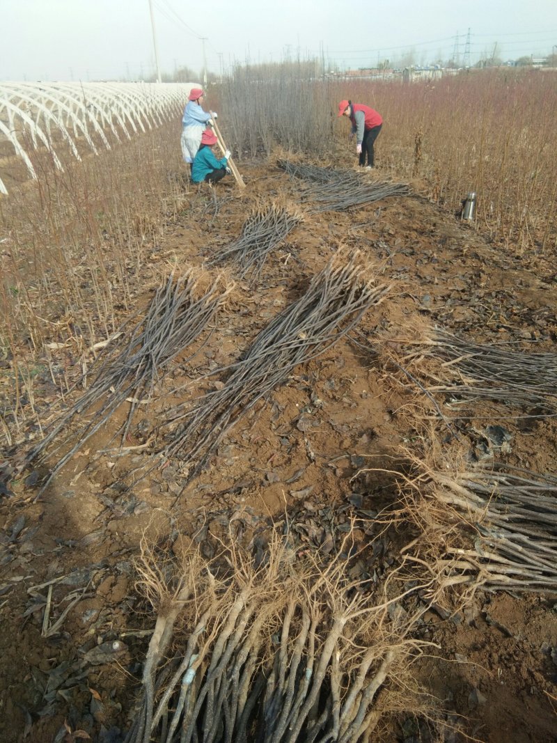 山东梨树苗基地，梨树新品种晚秋黄梨树苗1~1.5公分