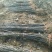 山东梨树苗基地，梨树新品种晚秋黄梨树苗1~1.5公分
