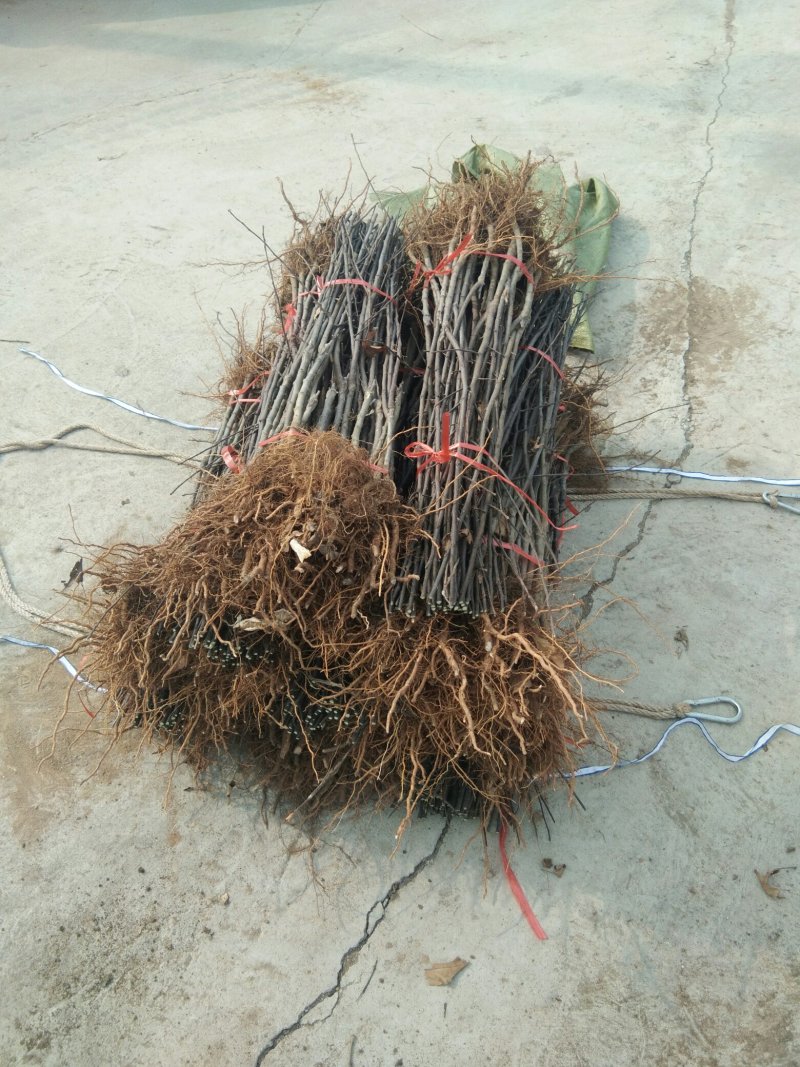 【包邮】苹果苗新品种露利苹果苗山东露利苹果苗基地苹果苗