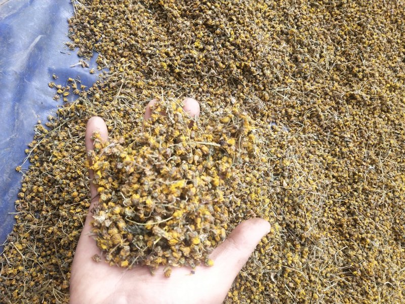 贵州野菊花颗粒好，颜色好，过筛货