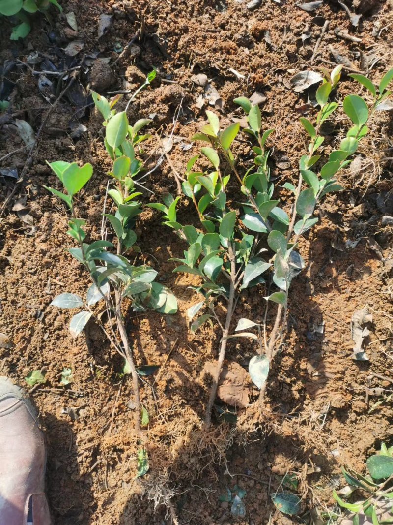 厂家直销茶梅小苗茶梅工程苗