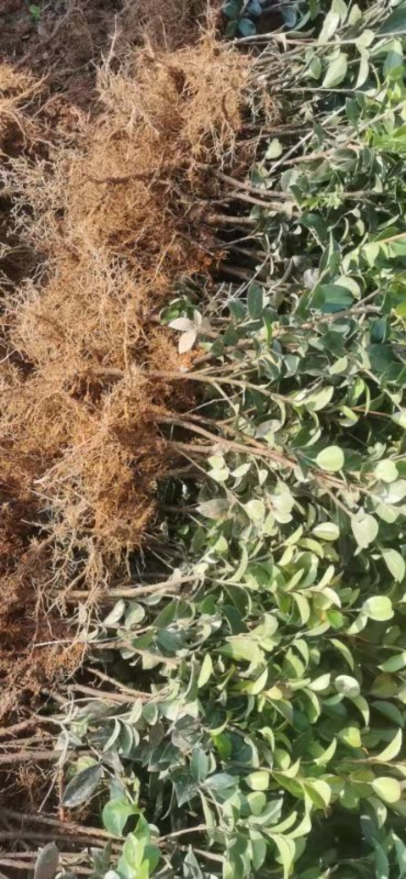 厂家直销茶梅小苗茶梅工程苗