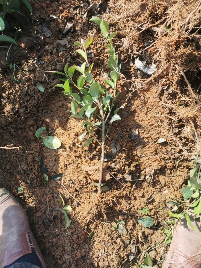厂家直销茶梅小苗茶梅工程苗