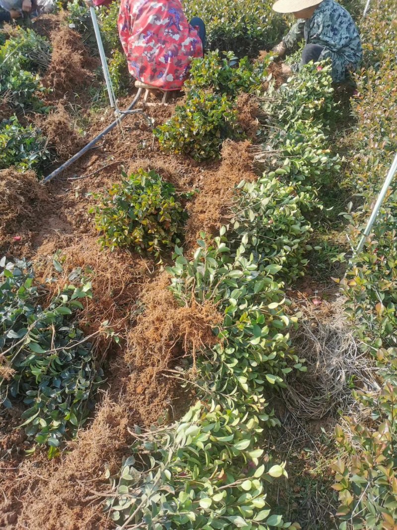 厂家直销茶梅小苗茶梅工程苗