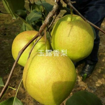 【包品种包技术】山东梨树苗基地玉露香梨树苗山东梨树苗品种