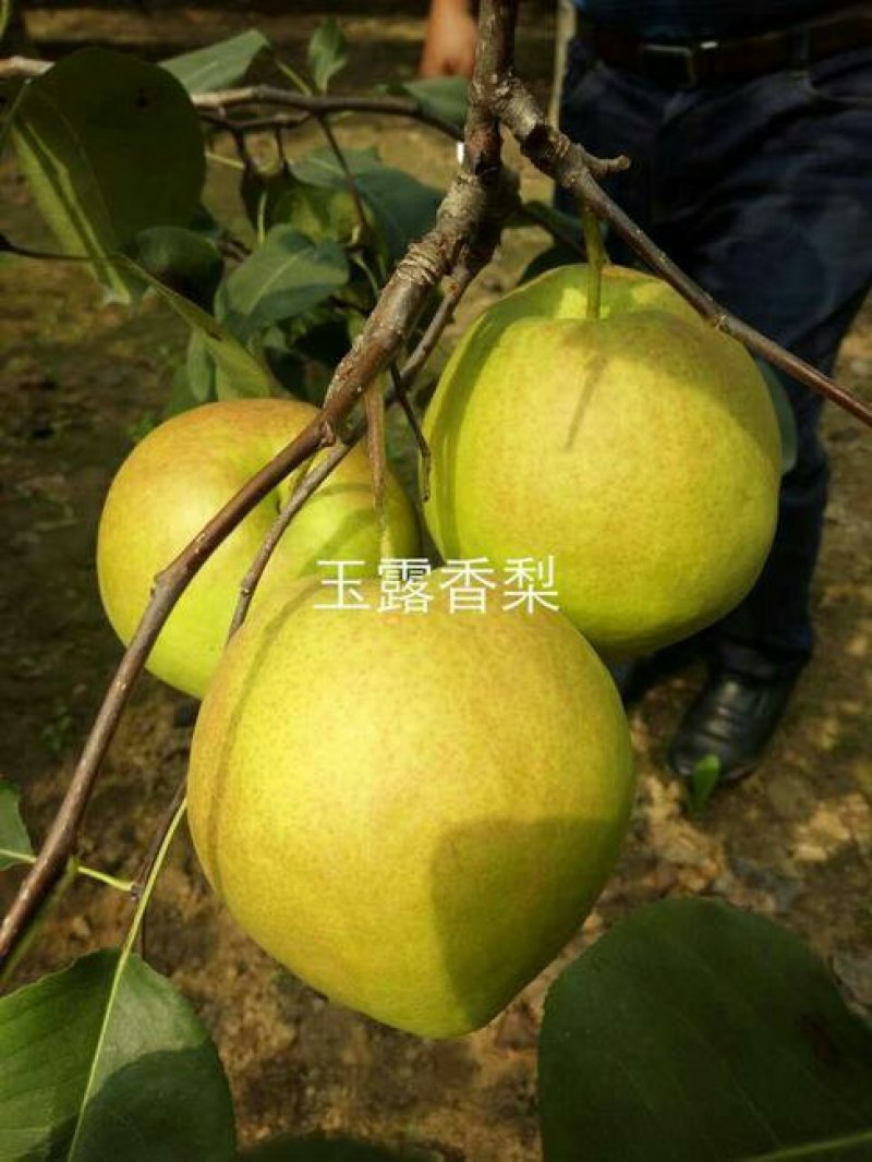 【包品种包技术】山东梨树苗基地玉露香梨树苗山东梨树苗品种