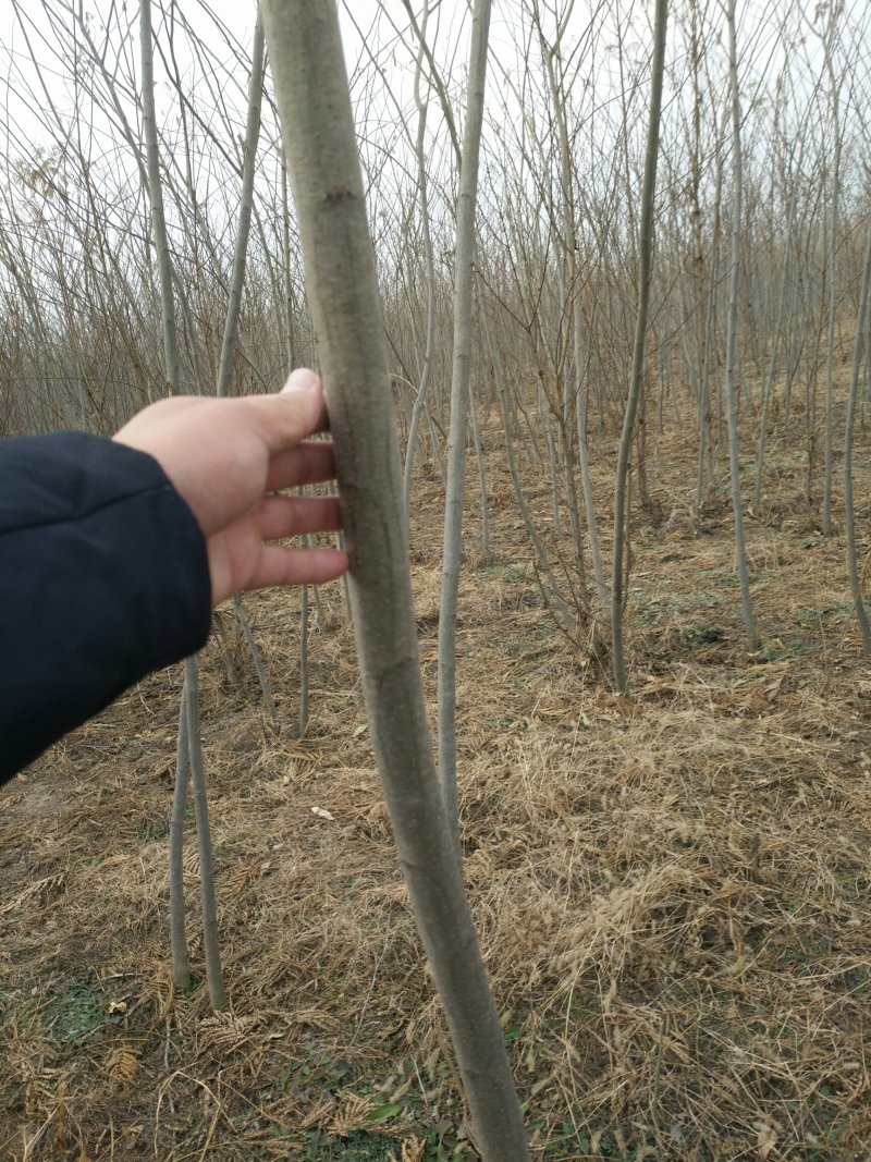 合欢树苗各规格齐全！苗圃货源杆直，货源充足