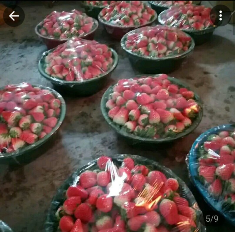 奶油草莓