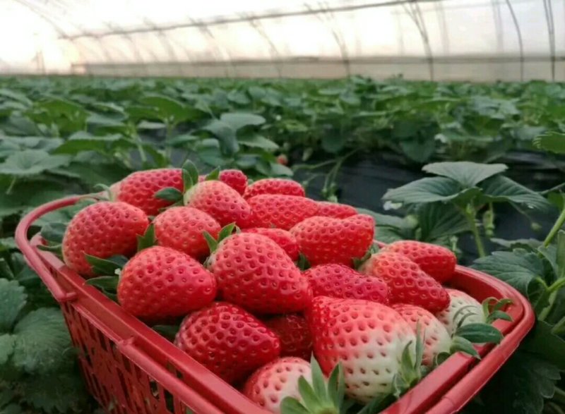 奶油草莓