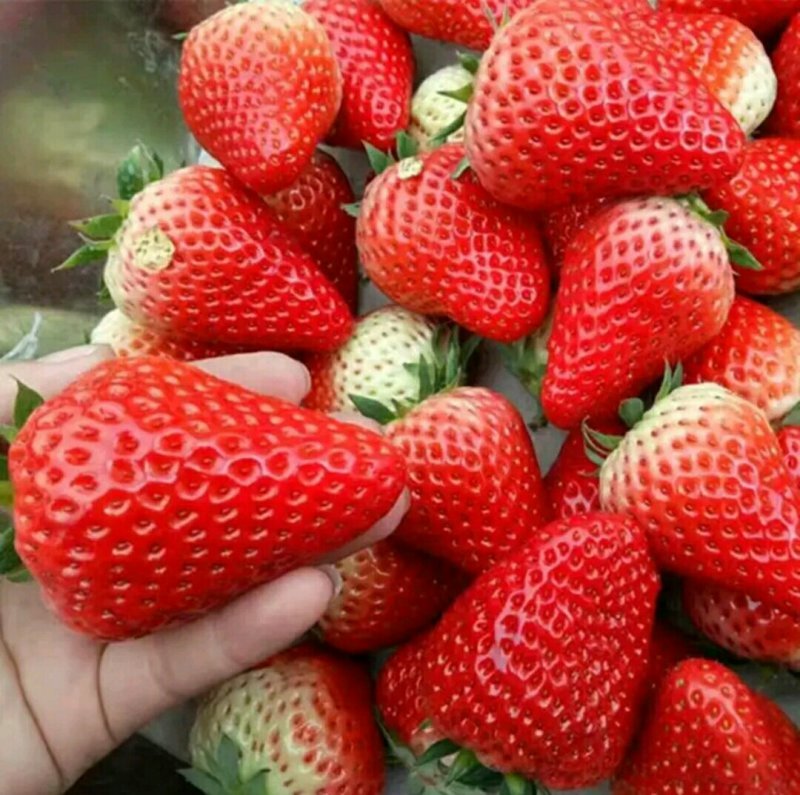 奶油草莓