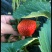 奶油草莓