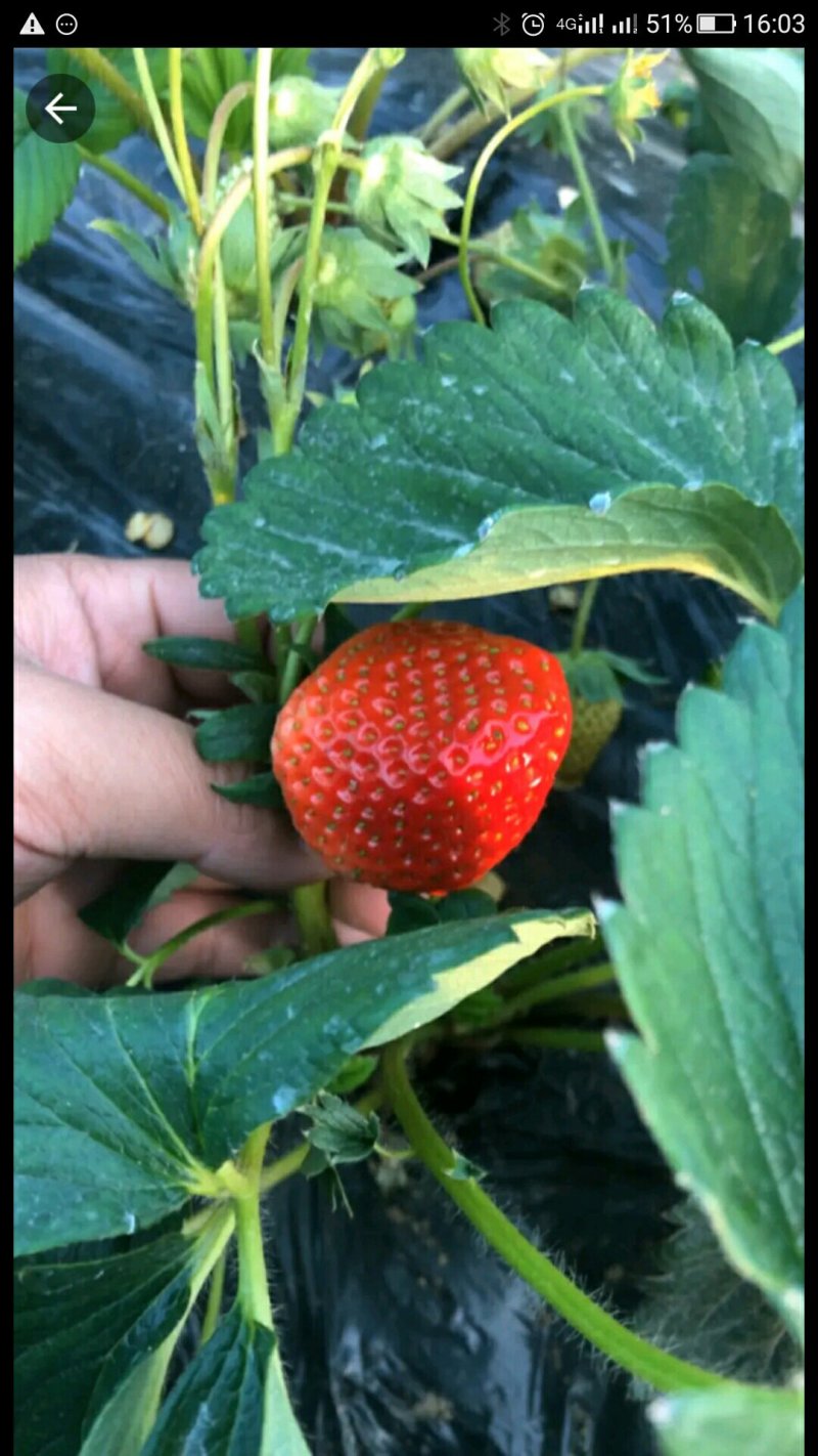 奶油草莓