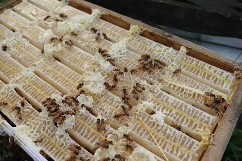 东北黑龙江蜂巢蜜一斤包装，黑龙江发货两斤包邮