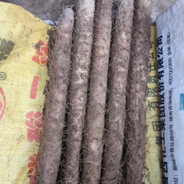 白玉山药
