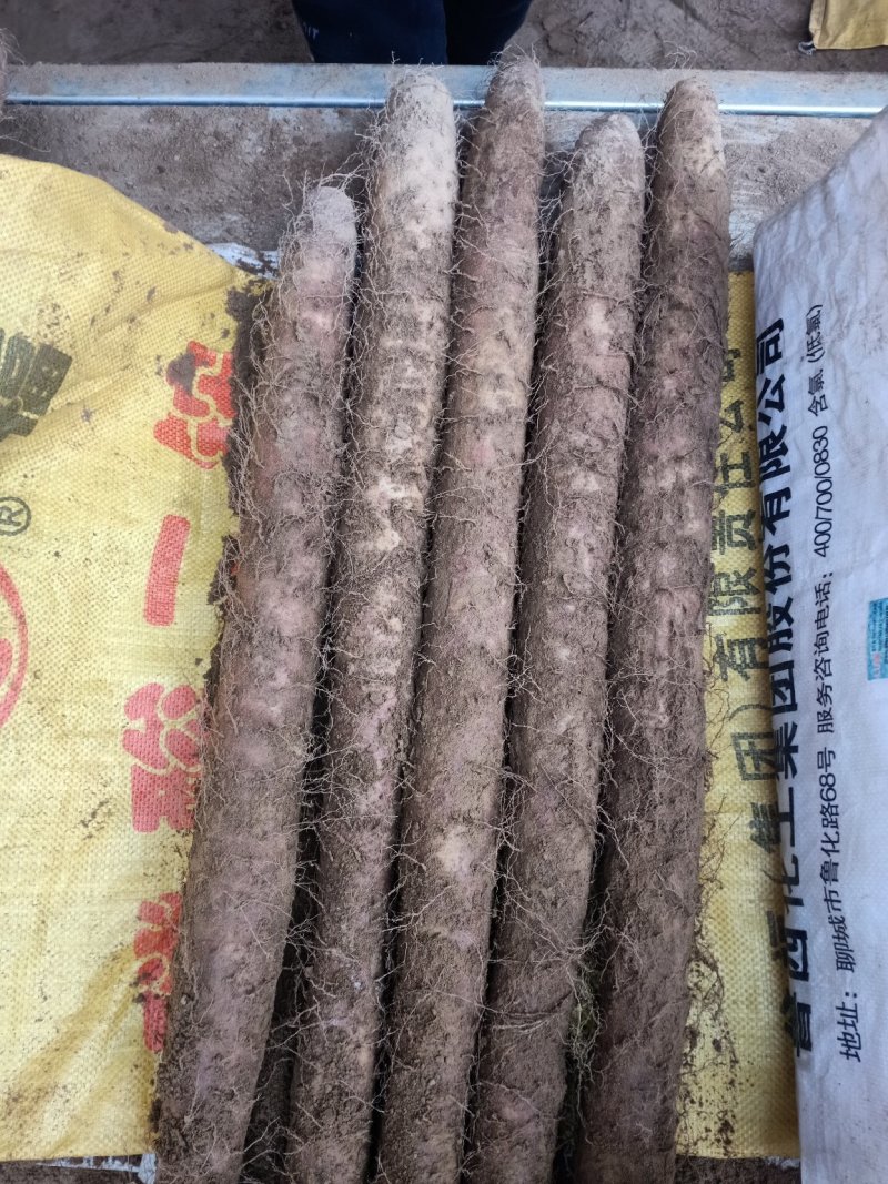 白玉山药