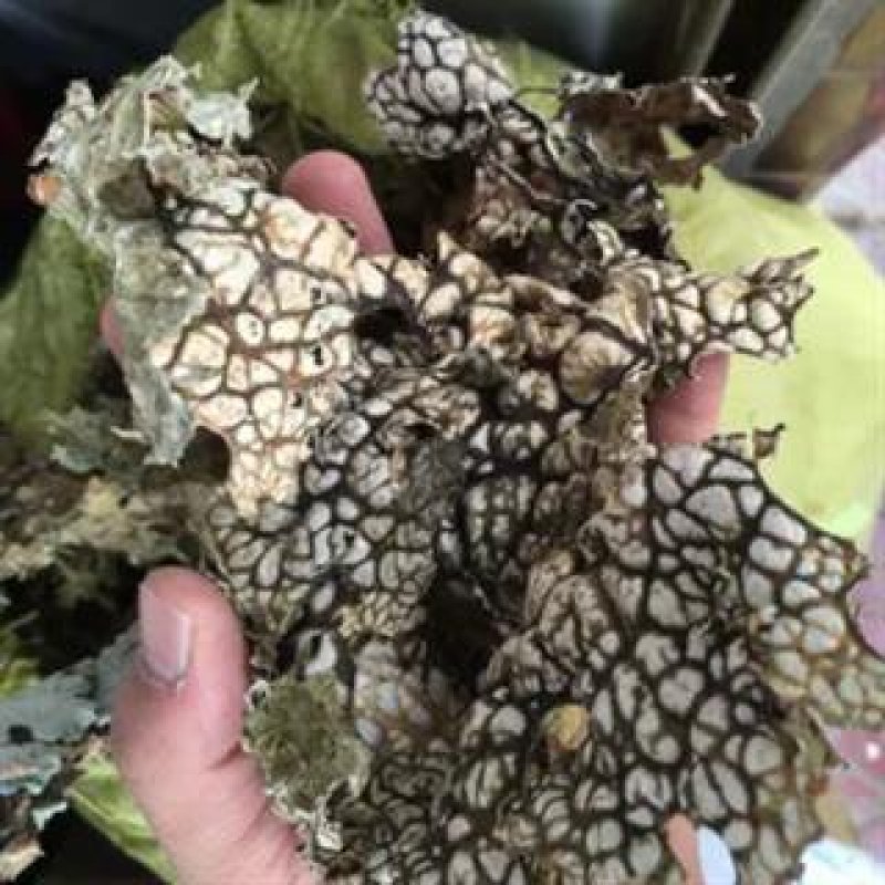 老龙皮可打粉无硫正品专营中药批发