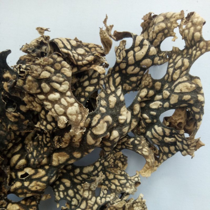 老龙皮可打粉无硫正品专营中药批发