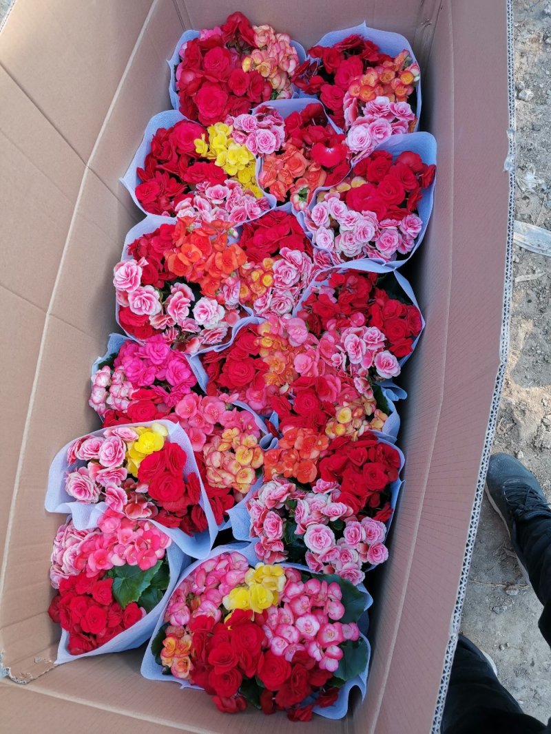 精品丽格海棠多色多品类可选基地直供季节性供应常年性供应经