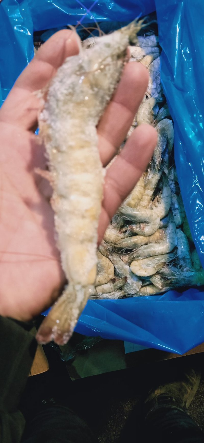 散装盐冻大虾，适合饭店超市和市场散卖