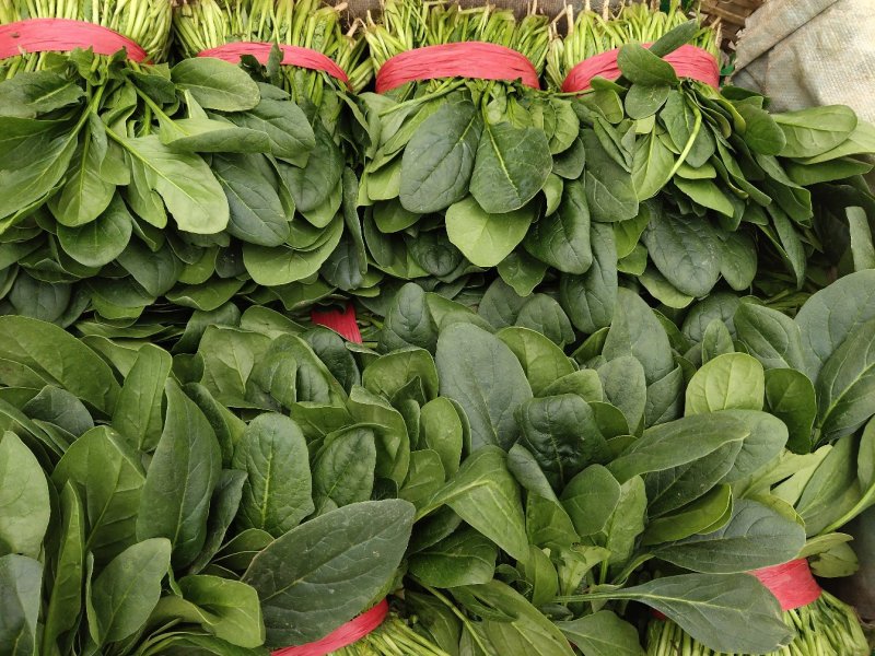 山东菠菜，精品货源，30-25公分，保质保量，货发全国