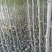 云南苹果苗红露苹果苗华硕苹果苗基地发货品种保证