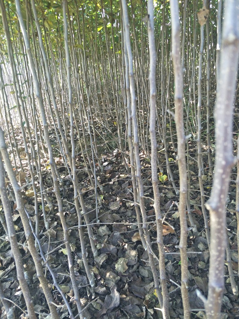 云南苹果苗红露苹果苗华硕苹果苗基地发货品种保证