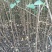 云南苹果苗红露苹果苗华硕苹果苗基地发货品种保证