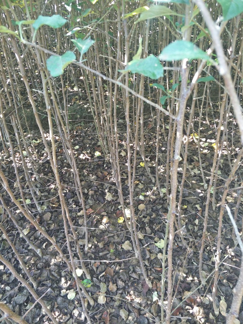 云南苹果苗红露苹果苗华硕苹果苗基地发货品种保证