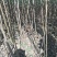 云南苹果苗红露苹果苗华硕苹果苗基地发货品种保证